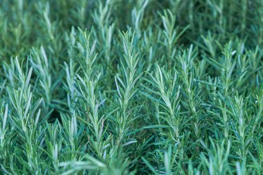 Yaprakları olan bir bitkinin yakın çekimi.