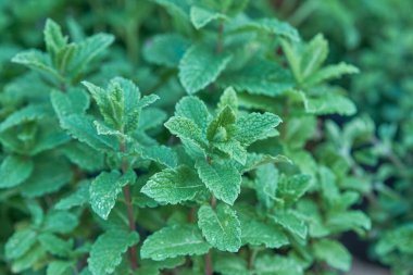 Yaprakları ve sapları olan bir bitkinin yakın çekimi