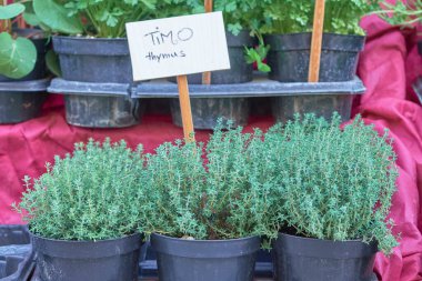 Saksıda bir grup bitki ve üzerinde bir işaret var.