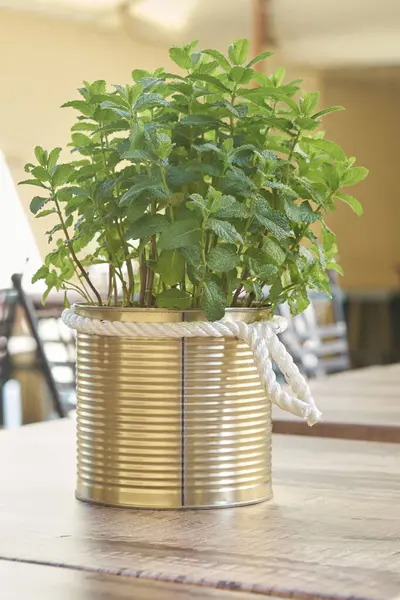 İpli bir masada metal bir kutuda bitki.