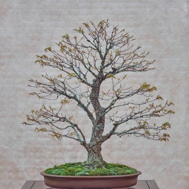 Yosun tabanlı sığ bir seramik tencerede Japon bonsai ağacının tam görüntüsü. Denge, doğa ve işçiliğin sembolü. Zen ve farkındalık temaları için mükemmel.