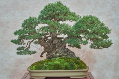 Kalın kabuklu ve yemyeşil yapraklı görkemli bir çam ağacı. Zamanla sanatsal olarak şekillenir. Ahşap tezgahta yosun kaplı bir tencereye yerleştirilmiş. Doğa ve Zen kavramları için ideal.