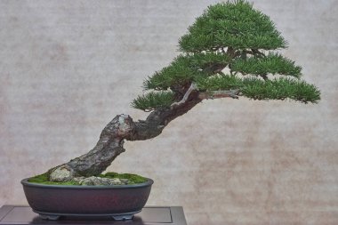 Güzel şekilli bonsai ağacı, kavisli gövdesi ve yemyeşil yapraklarıyla geleneksel bir tencerede. Minyatür bahçıvanlık ve Japon estetiği sanatını ev içinde serin bir ortamda yakalıyor..