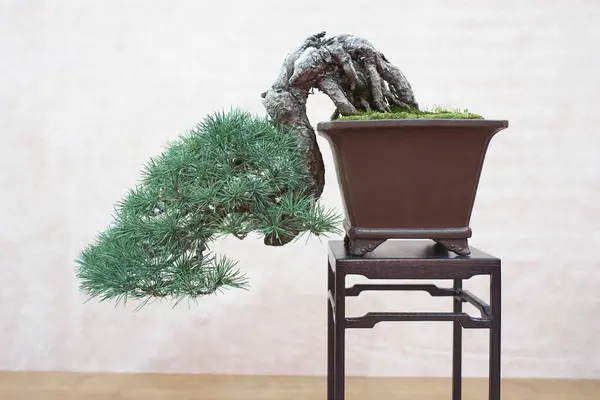 Kahverengi dikdörtgen bir tencerede yoğun yeşil iğnelerle ahşap bir standın üzerinde şaha kalkmış bonsai ağacı. Denge, yaş ve Japon bahçıvanlık sanatının incelikli sembolü..