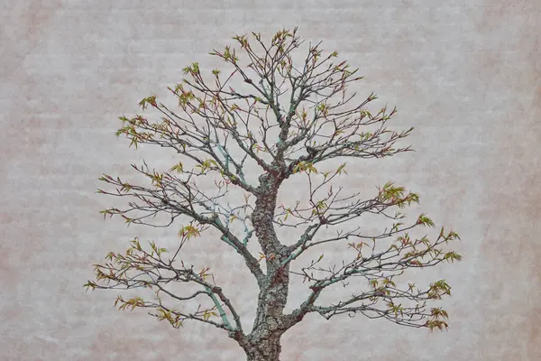 Yumuşak pembe arka planda taze bahar yaprakları olan Japon bonsai ağacının yakın çekimi. Geleneksel Asya bahçıvanlığında doğanın, sabrın ve uyumun sembolü..