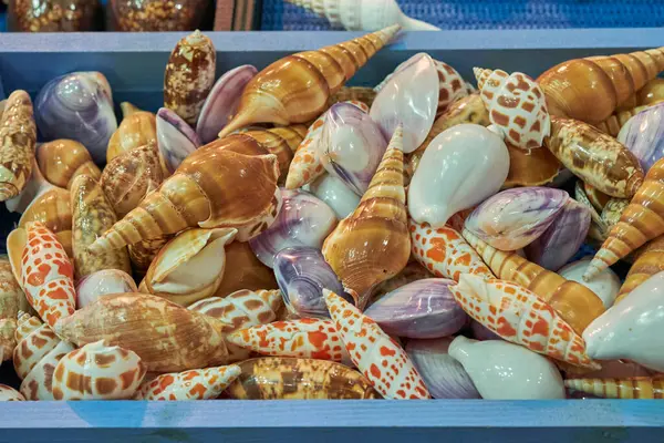 Değişik şekillerde, renklerde ve desenlerde cilalanmış deniz kabuklarının canlı yakın çekimi bir pazar tezgahında sergilenmekte, doğal okyanus güzelliği ve deniz işçiliği sergilenmektedir..