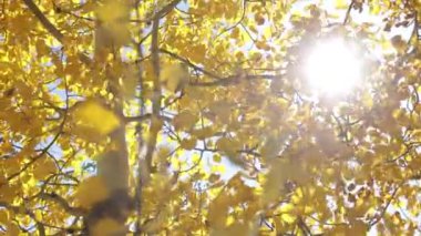 Titrek kavak yaprakları dağ esintisinde sallanıyor.