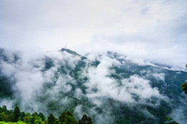Darjeeling tepelerinde sis bulutları olan çay bahçesi arazisi Hindistan 'da turistik ilgi çeken ünlü çayı gösteriyor.