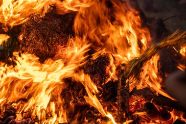 Holi Hasat Festivali 'nde mısır fasulyesi kızartılan Lohri, Kuzey Hindistan' da kutlandı.