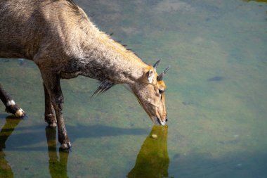 Meşhur Neelgai mavi boğası Rajasthan 'da Jaipur jodhpur ve delhi şehirlerinde otlayan ve vahşi doğada içme suyu içen yaygın bir görüntü buldu.