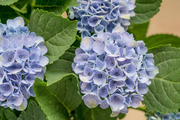 stock image Blue hydrangea flowers, soft focus