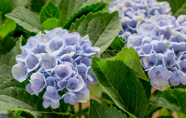 Blue Hydrangea Flowers Soft Focus — Stock Photo, Image