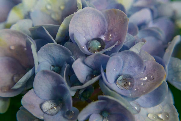 Flores Hortensias Azules Enfoque Suave — Foto de Stock