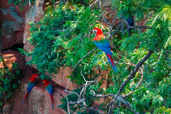 Grudnia 2023 Brazylia Duży Szkarłatny Macaw Drzewie Buraco Das Araras — Zdjęcie stockowe