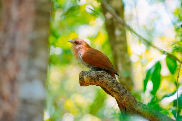 December 2023 Brazil Alma Gato Bird Seen Nature Buraco Das — Stock Photo, Image