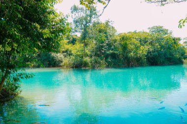 21 Mart 2024, Brezilya. Formoso Nehri 'nin bir kısmı, Bonito' daki belediye tatil beldesinde, Mato Grosso do Sul 'da. Şehir Brezilya 'nın en önemli eko-turizm merkezlerinden biridir. Ana cazibesi, nehirlere dalan doğal manzaralardır.
