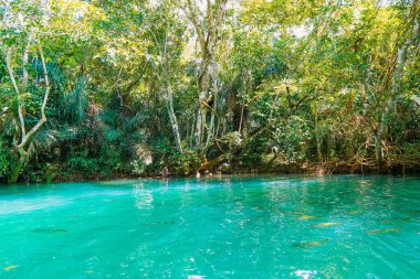 21 Mart 2024, Brezilya. Rio Formoso, Bonito şehrinde, Mato Grosso do Sul 'da. Bonito, Brezilya 'nın en önemli eko-turizm merkezlerinden biridir. Ana ilgi alanları, temiz sular, şelaleler, mağaralar, ca ile nehirlere dalan doğal manzaralardır.
