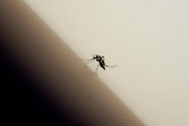 4 Mayıs 2024, Brezilya. Aedes aegypti sivrisineği bir insanı ısırırken görülüyor. Bu sivrisinek dang, chikungunya, Zika ve şehir sarı humması yayıyor. Sadece 2024 yılında, Brezilya 'da 2000' den fazla insan dang hastalığından öldü..
