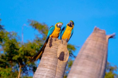 Couple of Macaw-Canind on the trunk of the coconut tree. It is one of the emblematic species of the Brazilian cerrado and important for many indigenous communities. clipart