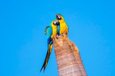 Hindistan cevizi ağacının gövdesinde bir çift Macaw-Canind. Brezilya Cerrado 'sunun simgesel türlerinden biridir ve birçok yerli toplum için önemlidir..