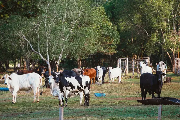 stock image Cattle breeding in Brazil. Livestock and farming are the main activities that drive Brazil's economy