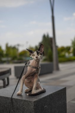 Kanadalı Sfenks 'imle tanış. Parkta güneş ışığını emiyor. Etrafı yeşil çimen deniziyle çevrili. Bu tüysüz güzellik doğanın tuvaline biraz zarafet katıyor..