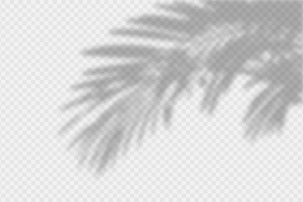 Sombra Sobreposição Ramo Palmeira Efeito Sombra Sobreposição Transparente Folhas Palmeira —  Vetores de Stock