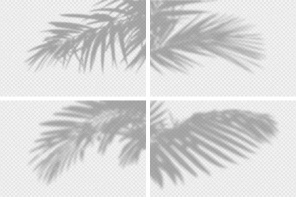 Shadow Overlay Palm Tree Branch Set Transparent Overlay Shadow Effects — Stock Vector