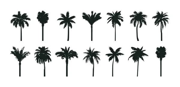 Set Sagome Palme Varie Collezioni Palme Tropicali Disegnate Mano Illustrazioni — Vettoriale Stock