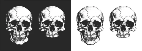 Ilustración Del Cráneo Humano Calaveras Monocromáticas Dibujadas Mano Sobre Fondos — Archivo Imágenes Vectoriales