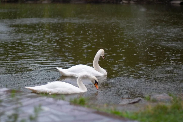 A white swan swims in a lake or pond when it rains, the water in the pond blooms. Lake after rain. Wild swan