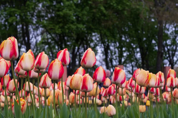 Schöne Rosa Tulpenfelder Blühende Blumen Frühling Tulpengarten — Stockfoto