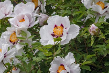 Paeonia lactiflora 'nın (cultivar Casablanca) beyaz çifte çiçeği. Bahçede çiçek açan şakayık