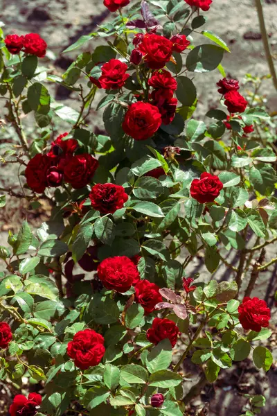 Salvaje Rosal Vintage Fotos Estilo Retro Arbusto Rojo Rosas Día — Foto de Stock