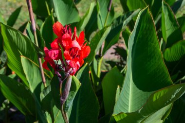 Yeşil yapraklı güzel kırmızı tropikal çiçekler. Doğa konsepti. Botanik şehir bahçesinde yenilebilir konserve (Afrika ok kökü) çiçeği.