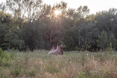 Beklenmedik karşılaşma: Ormanda Gezinen Deve. Otlakta otlayan Bactrian develeri.