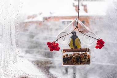 Great Tit Feeding at a Window Bird plastic acrylic Feeder on a Winter Day. Caring for birds in winter. Window bird feeder with seeds and grain. clipart