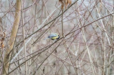 A great tit (Parus major) perched among thin branches, pecking at food. A delicate winter scene capturing nature's resilience and birdlife behavior.