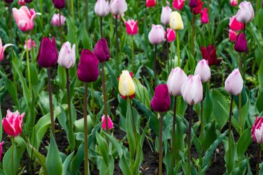 Canlı bir lale bahçesi, çiçek açmış, şehir ortamında çeşitli renkli çiçekler sergiliyor. Güzelliği ve yenilenmeyi simgeleyen mükemmel bir bahar sahnesi..