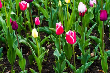 Canlı bir lale bahçesi, çiçek açmış, şehir ortamında çeşitli renkli çiçekler sergiliyor. Güzelliği ve yenilenmeyi simgeleyen mükemmel bir bahar sahnesi..