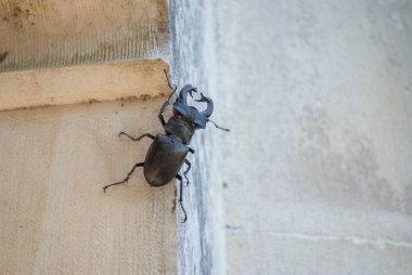 Closeup of a majestic stag beetle Lucanus cervus climbing a textured stone wall. A striking macro shot showcasing natures resilience and unique insect beauty. clipart