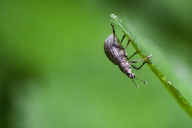 Canlı yeşil bir yaprağın üzerindeki Curculionidae buğday bitinin Macro çekimi. Ayrıntılı yakın çekim dokusu dış iskeleti, hassas bacakları ve antenleri vurguluyor ve çarpıcı bir kontrast oluşturuyor..