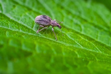 Canlı yeşil bir yaprağın üzerindeki Curculionidae buğday bitinin Macro çekimi. Ayrıntılı yakın çekim dokusu dış iskeleti, hassas bacakları ve antenleri vurguluyor ve çarpıcı bir kontrast oluşturuyor..