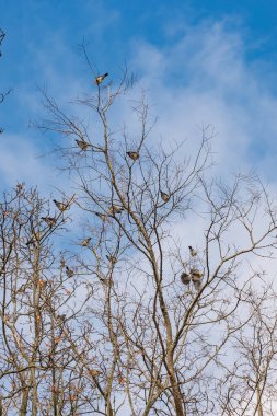 Avrupa 'da bir ağaçtaki bir grup tarla faresi. Turdus Pilaris kışın karlı bir ağaç dalına tünemişti. Bu vahşi kuşun doğal ortamında çok güzel detaylandırılmış bir görüntüsü..