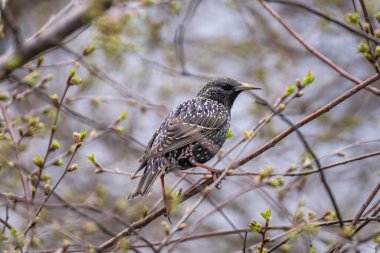 Avrupa Starling Yaprakları ile Bahar Dalına tünedi. Doğal Yaşam Alanında Sığırcık İlkbahar Kuş İzleme Sahnesi