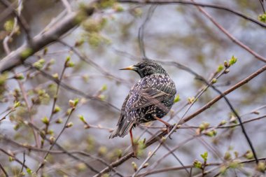 Avrupa Starling Yaprakları ile Bahar Dalına tünedi. Doğal Yaşam Alanında Sığırcık İlkbahar Kuş İzleme Sahnesi