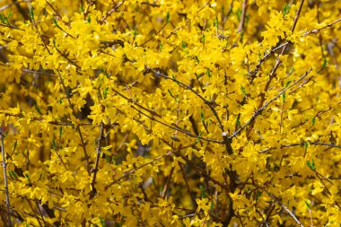 Forsythia, sarı bahar çiçekleri dokusu arka plan. Bahar Parkı 'nda Parlak Forsythia Çiçekleri