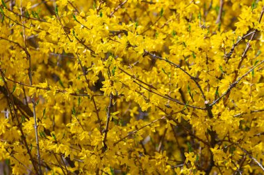 Forsythia, sarı bahar çiçekleri dokusu arka plan. Bahar Parkı 'nda Parlak Forsythia Çiçekleri