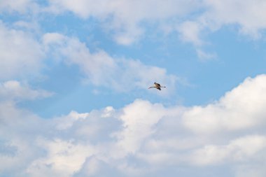 Beyaz Leylek Mavi Gökte Yumuşak Bulutlarla Uçuyor. Uçan Kuş Silueti Bulutlu Gökyüzünde