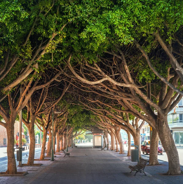 Ficus Trees Paseo Reding Street Malaga Andalusia Spain — стокове фото